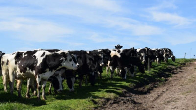 Lechería: Fucrea proyecta otro ejercicio entre bueno y muy bueno, aunque observa señales de alerta en la industria