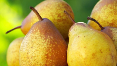 Peras argentinas: menor cosecha marcó la temporada de exportación, pero el mercado de Estados Unidos se mantuvo estable