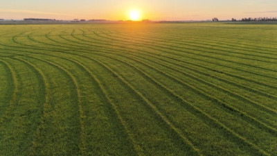 Siembra de arroz: productores a la espera de la confirmación del instrumento financiero para determinar el área