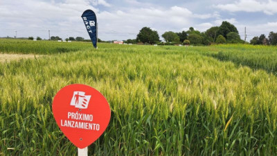 Bayer y RAGT Semillas: nuevo acuerdo para desarrollar trigo híbrido