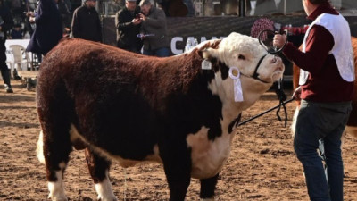 Créditos valor producto: Se lanzó una línea para alta genética ganadera con los beneficios del Régimen de Incentivo para Medianas Empresas (RIMI)