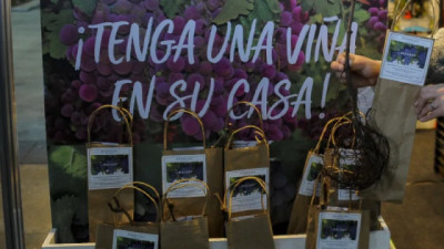 Hacer vino en casa y tener vides en el balcón: la propuesta de un semillero en pleno Palermo