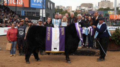 La cabaña Don José de La Dulce ganó el Gran Campeón Macho Angus de Palermo con el toro “Rip”