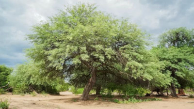 Aromas y sabores del algarrobo, “el árbol” de El Impenetrable