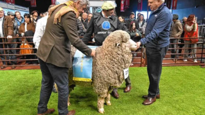 Expo Rural de Palermo 2026: en ovinos la Patagonia también marcó presencia, la Media Luna y Coy Aike se coronaron campeones con los merinos