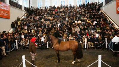 Precio récord en Palermo: pagan $ 150 millones por el 90% de un Caballo Criollo