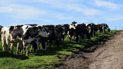 Argelia redujo sus importaciones de lácteos, pero Uruguay mantiene el liderazgo en leche en polvo entera