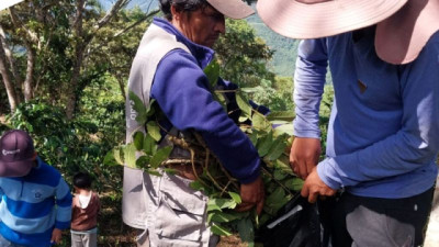 Chile, Argentina y Bolivia analizan la diversidad genética de Nogales silvestres