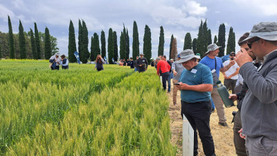 RGT Semillas en Congreso Aapresid 2026: nuevas variedades de sorgo, trigo y arveja para potenciar cultvos