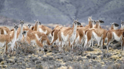 El Consejo Agrario Provincial y WCS Argentina presentan una actualización científica sobre la población de guanacos en Santa Cruz