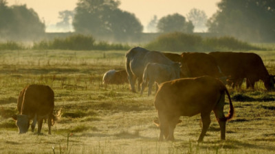 Se actualiza el marco normativo del Plan Nacional para combatir la garrapata del bovino