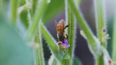 ¿Y si las Abejas también ayudan a producir más Soja? El hallazgo del INTA y el Conicet