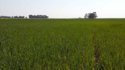 INTA revela la dosis de nitrógeno para superar los 11.000 kg/ha de Arroz