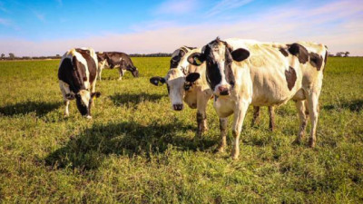 Cómo preparar los sistemas lecheros para afrontar El Niño
