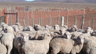 Cuáles son las medidas de prevención, control y erradicación de sarna ovina en la Patagonia