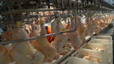 Argentina logró la reapertura del mercado del Reino Unido para la carne Aviar