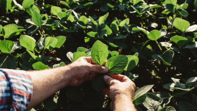 Nidera lanzó su campaña de soja con una nueva variedad Enlist® para el grupo 5 corto