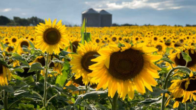 Jopo del girasol: Acciones para prevenir el ingreso de esta maleza ausente en la República Argentina