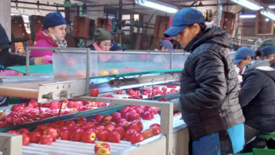 Inscripción en Renspa y programas de exportación para productores frutícolas de Río Negro y Neuquén