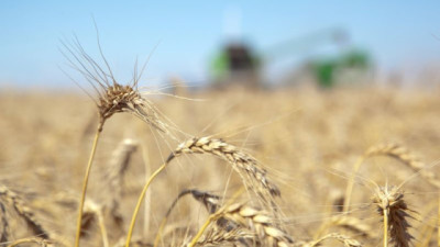 ¿Qué puede pasar con el Trigo, Soja y Maíz en agosto? Las claves del mercado