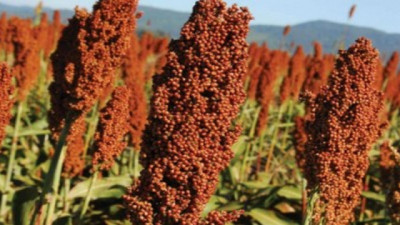 Campaña 2026/27: el Sorgo gana espacio como alternativa para producir con mayor estabilidad
