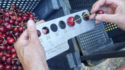 Argentina: la cereza de Los Antiguos avanza hacia su primera exportación con Denominación de Origen