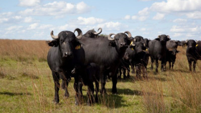 El stock de búfalos creció más del 25% desde 2023