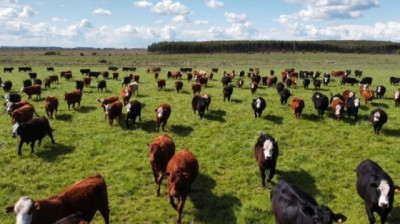 Mercado de haciendas continúa muy firme y con una escasa oferta de animales terminados a pasto