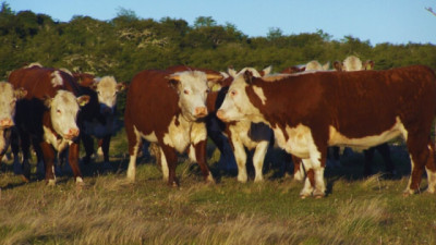 INTA: ganadería, bosque nativo y carbono se integran en 40 planes de manejo
