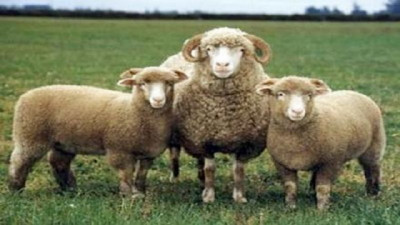 Ecografías ovinas: 92% de preñez y señales de una posible recuperación de la majada