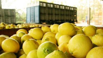 Argentina suma a Panamá como nuevo destino para limones, naranjas y pomelos