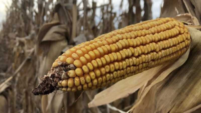Chicharrita del maíz: el monitoreo será clave para anticiparse en la próxima campaña