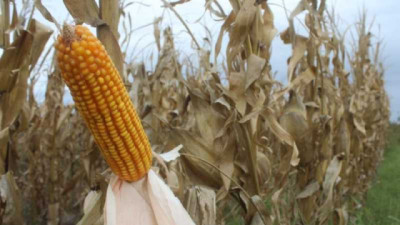 En la desesperación por cosechar el maíz tardío, se levantaron 70.000 ha en 4 días