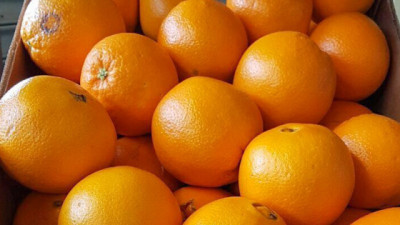 Argentina abrió la exportación a Panamá de cítricos