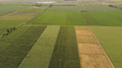 Cultivos de cobertura: el INTA reúne a productores y especialistas para analizar una herramienta clave para la sustentabilidad