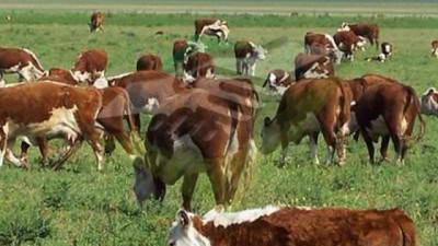Tres testimonios, tres regiones y una misma conclusión: cómo ganar más terneros y más kilos a partir de la eficiencia reproductiva