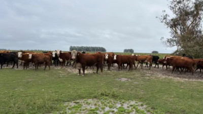 Lluvias complican al agro: acumulados superan los 300 mm y crecen los problemas productivos