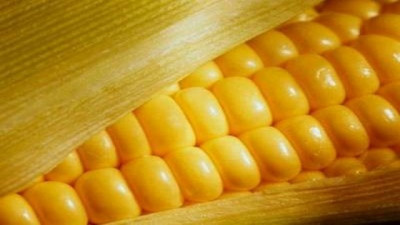 Agosto finalmente le asestó un golpe a la chicharrita, pero la alta humedad impide bajar la guardia