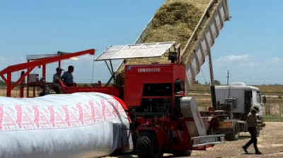 El silaje de maíz: una reserva estratégica para la ganadería moderna