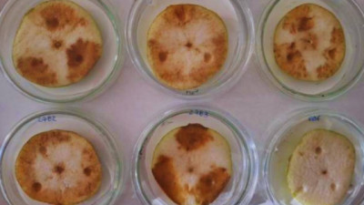 Identifican una enfermedad bacteriana que afecta a peras y manzanas