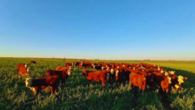 Cultivares adaptados incrementan un 10 % la producción de forraje