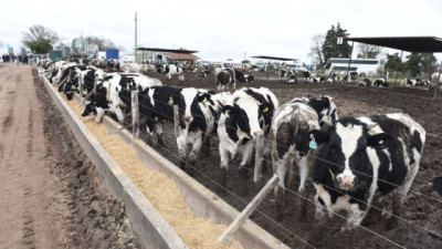 Macho Holando: cómo transformar un “descarte” de los tambos en más carne y mejores márgenes