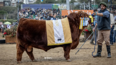 $300 millones por la 1/2 de un toro Angus: la genética de elite alcanza un nuevo récord en Argentina
