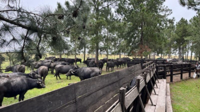 Búfalos: crecimiento de 3.000 a 13.000 cabezas con hasta 75% de destete, y 450 kilos en dos años en los campos del Iberá