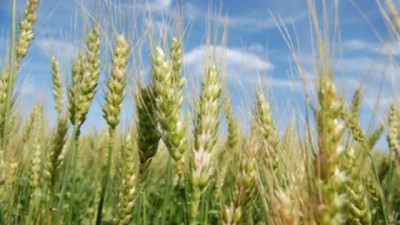 Claves del trigo ruso y el impacto en el mercado global