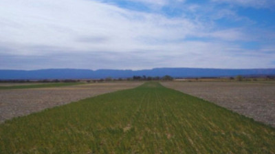 INTA y la Alfalfa: + raíces, 25% + carbono, y mayor resiliencia frente a la falta de agua