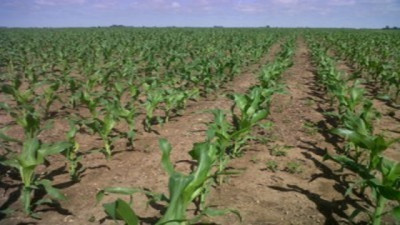 El maíz arrancó con la siembra más temprana para escapar del calor del “Niño”, mientras el trigo sufrió una gran manga de granizo