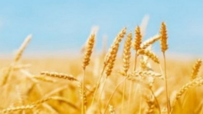 Trigo y Mar Negro: claves del mercado