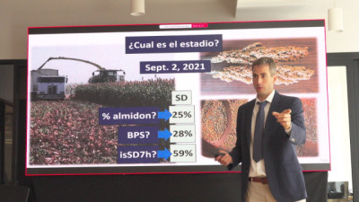 Sorgo vs. maíz: la tecnología que puede transformar el grano en más carne y leche