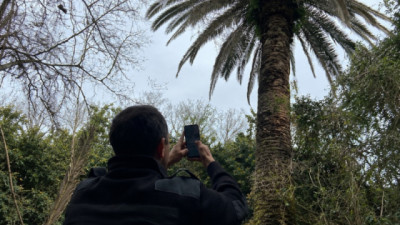 Se amplía el área bajo emergencia fitosanitaria por Picudo rojo de las Palmeras